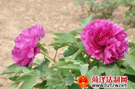 DSC_6407.jpg